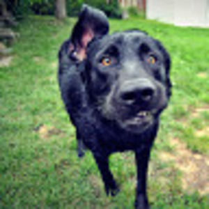 Meet your Posher, Brent